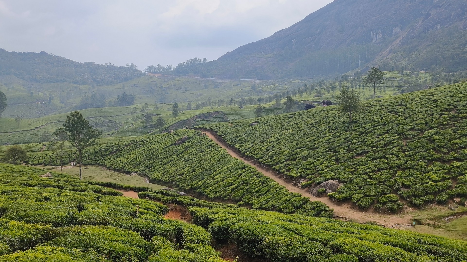 Misty Munnar Package - Image 2