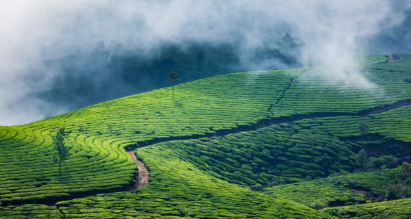 Simply Munnar - Image 1