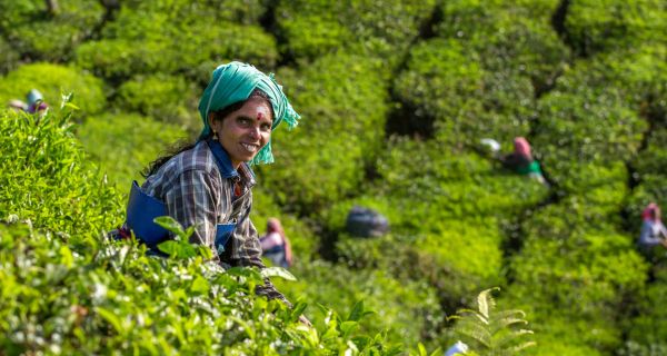 Simply Munnar - Image 2