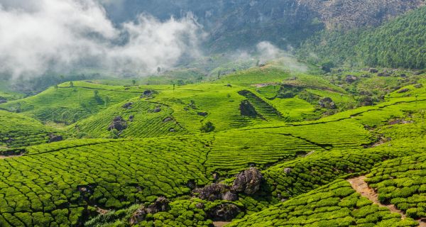 Simply Munnar - Image 3