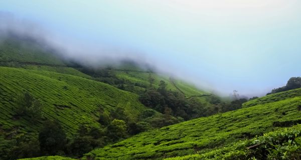 Exuberant Kerala - Image 2