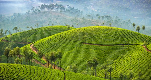 Honeymoon Special - Image 2