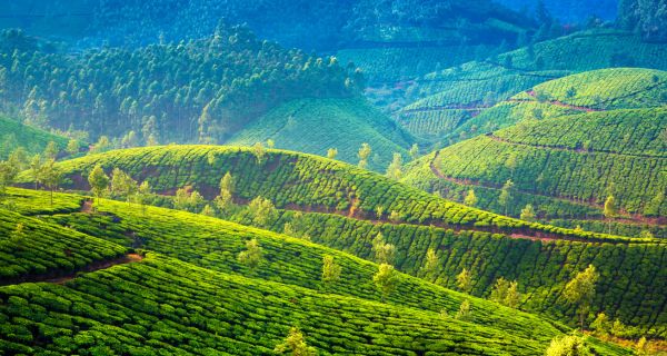 Exuberant Munnar and Kumarakom - Image 1