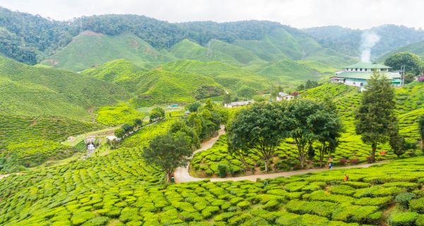 Unique Munnar - Image 1