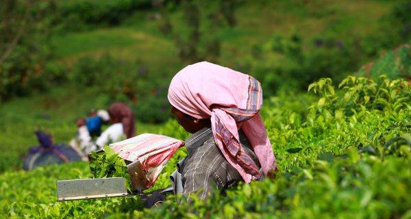 Unique Munnar - Image 2