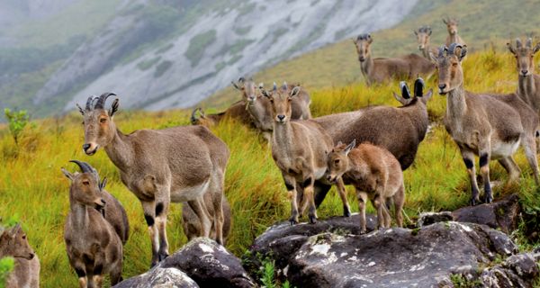Unique Munnar - Image 4