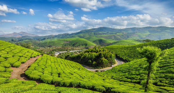 Grand Tour of Munnar and Backwaters