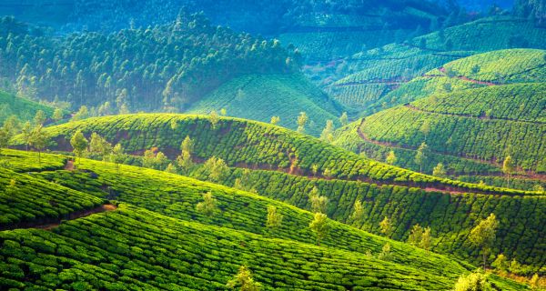 Luxury Munnar Holiday