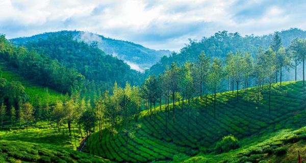 Munnar Tea Gardens & Thekkady Tree House - Image 3
