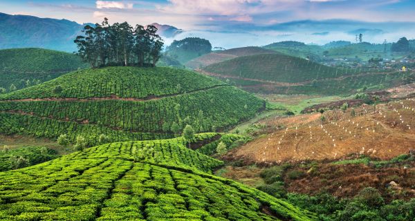 Munnar Honeymoon Package - Image 2