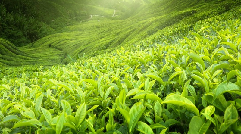 Weekend Munnar Budget Tour Package