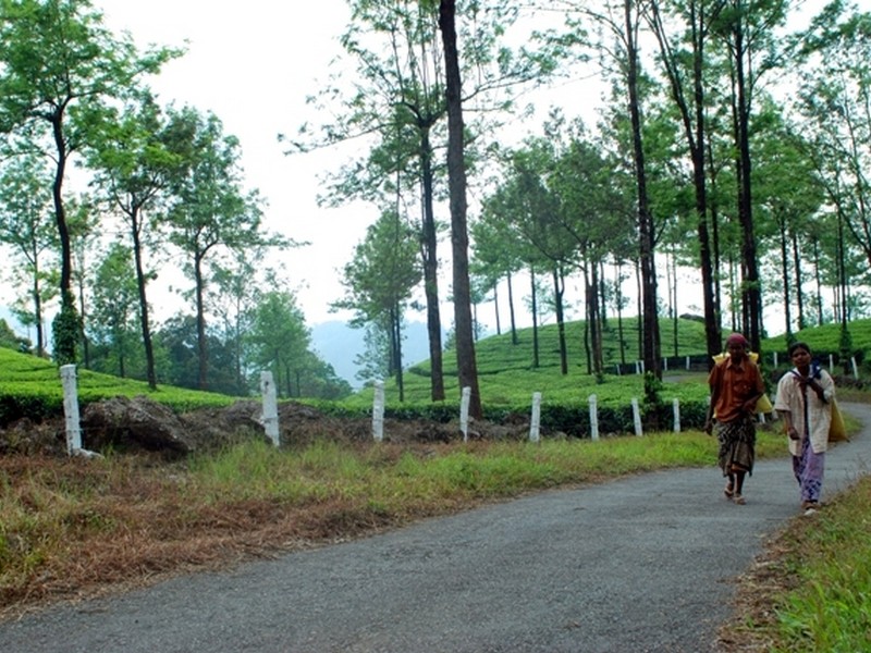 deepwoods-resort-munnar