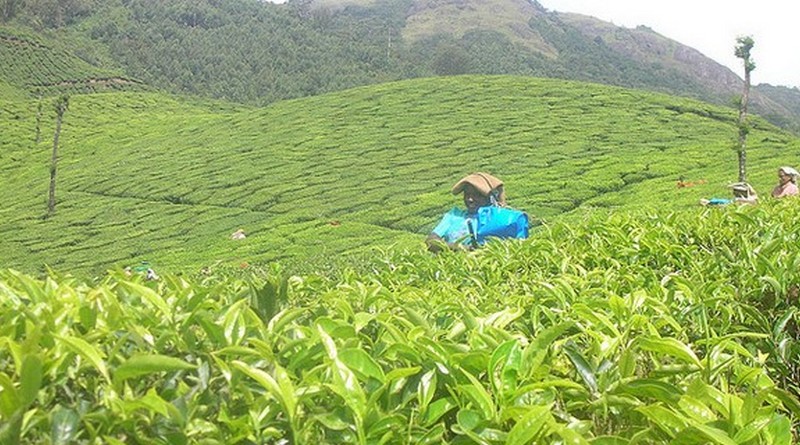 attractive-munnar-with-marari