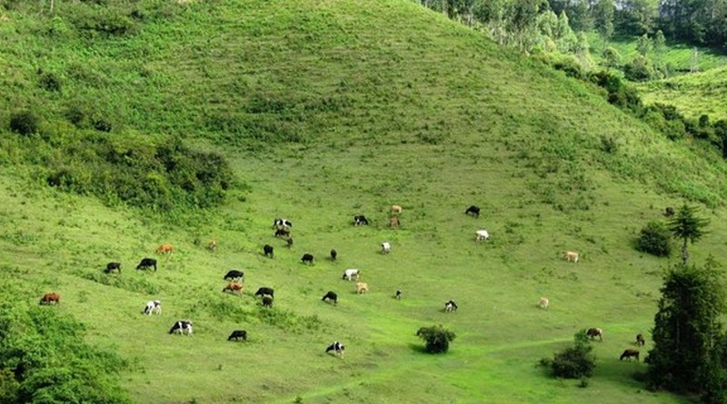 simply-munnar