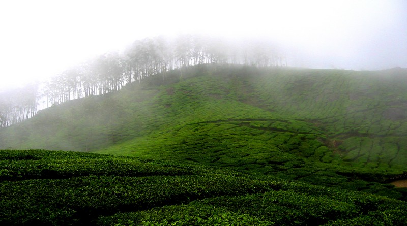 munnar-kumarakom-backwaters-tour