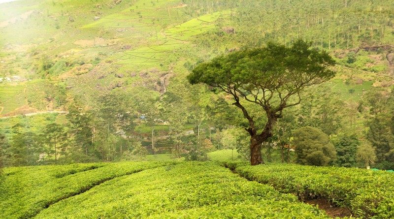 munnar-kumarakom-backwaters-tour