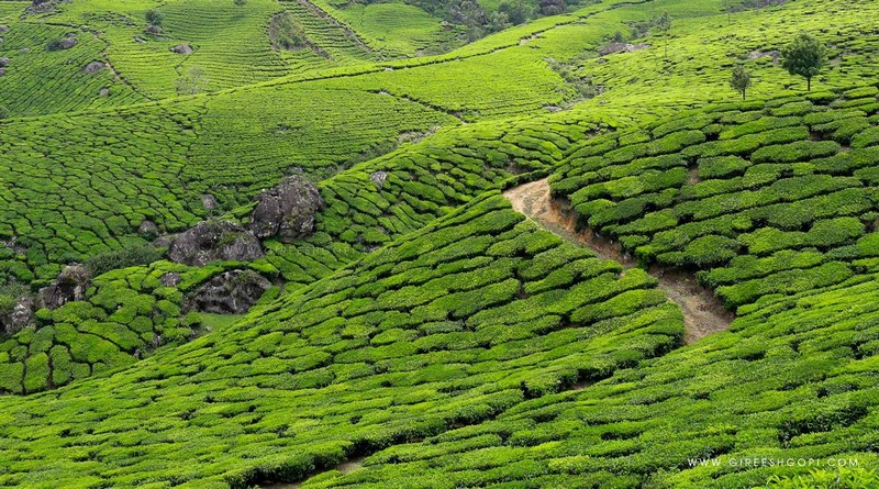 grand-tour-of-munnar-and-backwaters