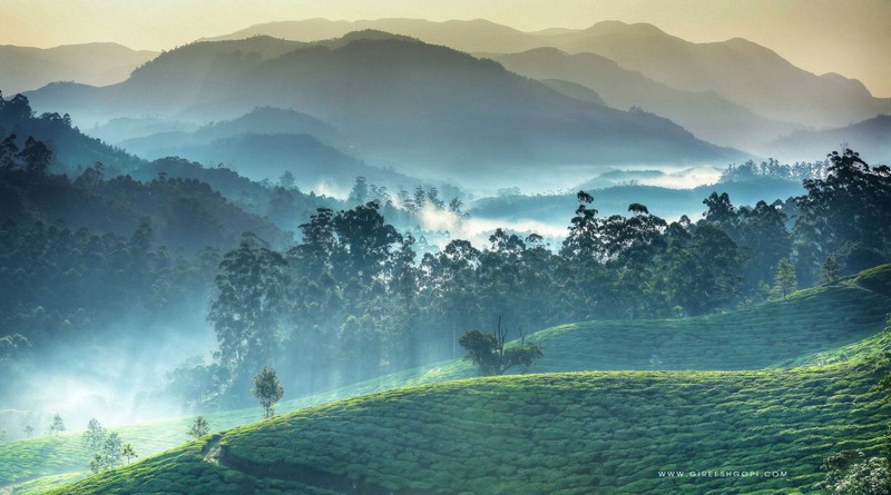 munnar-backwaters-and-beach-holiday