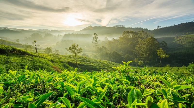 silvertips-munnar-special-movie-themed-holiday