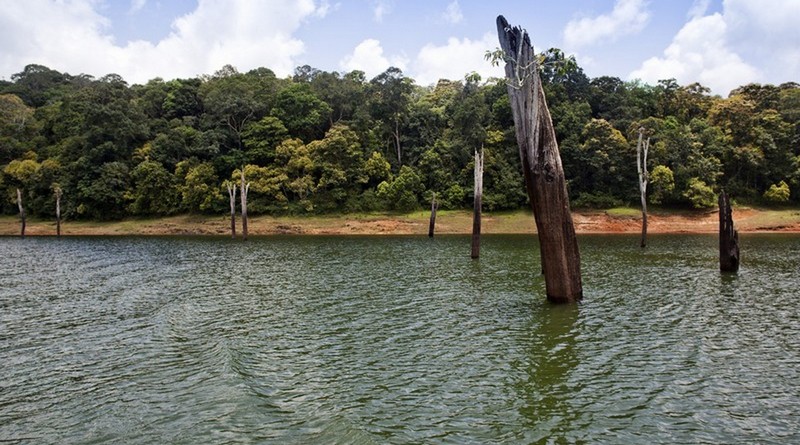 munnar-tea-gardens-thekkady-tree-house