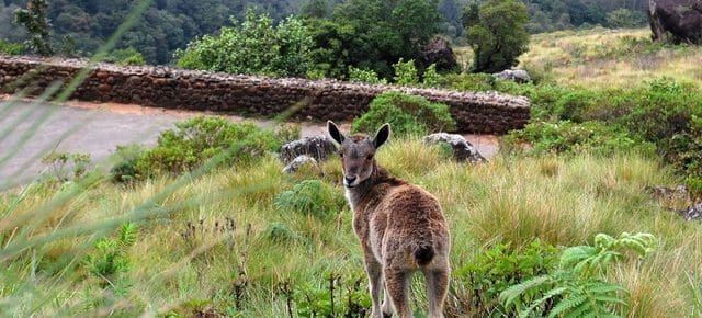 Nilgiri Tahr