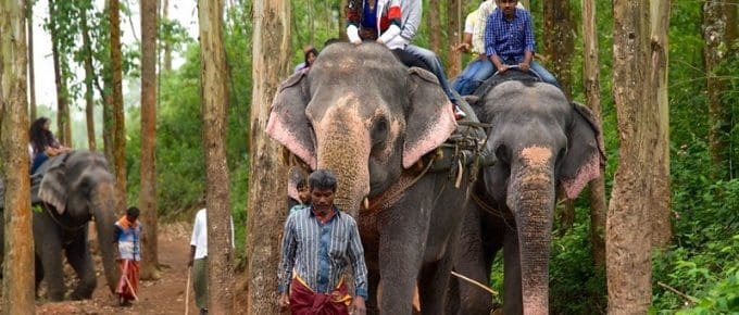 carmelagiri-elephant-park-munnar