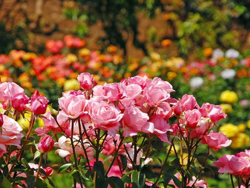 rose-gardens-munnar05