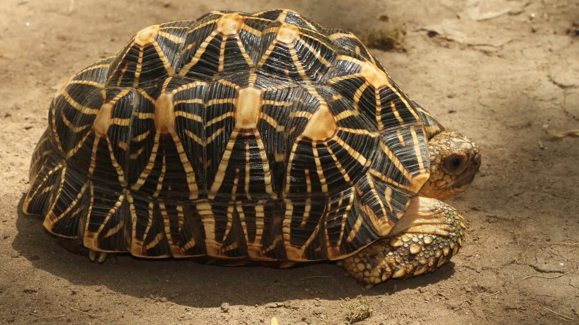 indian-star-tortoise