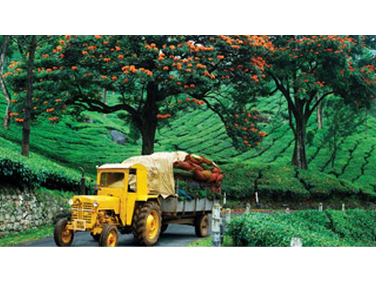 tea-gardens-munnar-in-summer