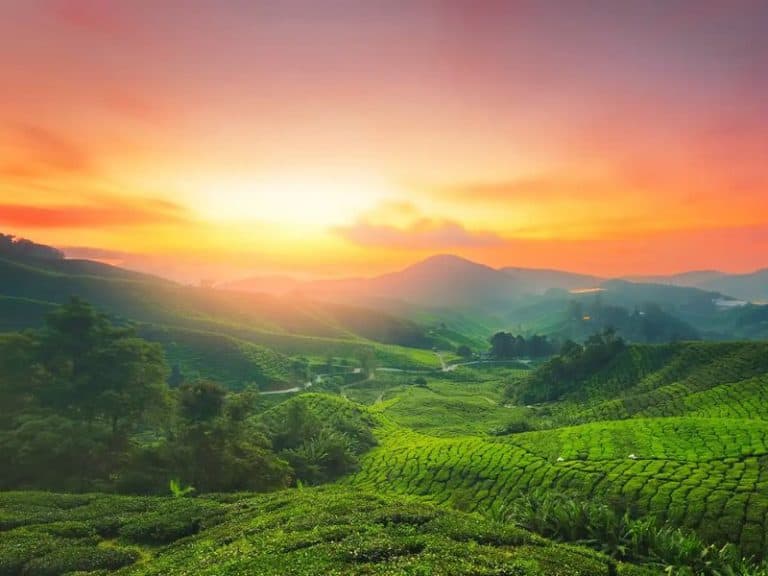 Top 5 Munnar Tea Estates That Are A Must-Visit For All | Munnar Insider ...