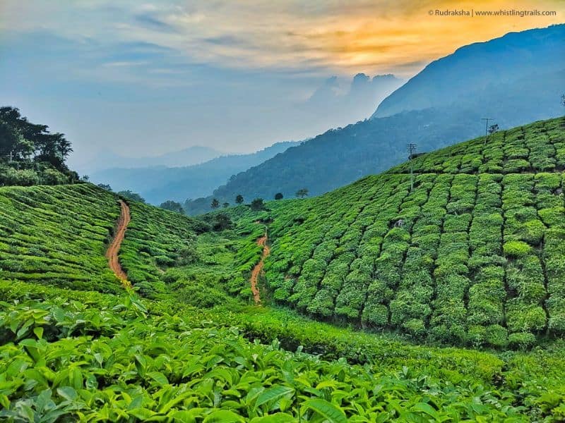 Pallivasal Tea Garden