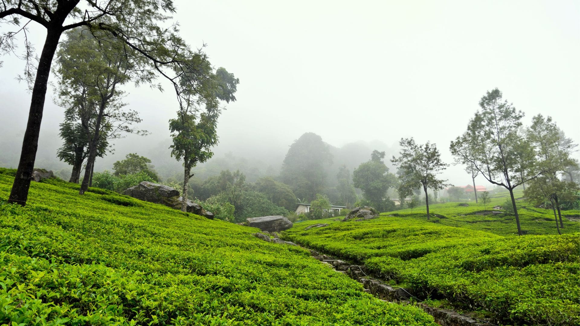 palakkad-to-munnar