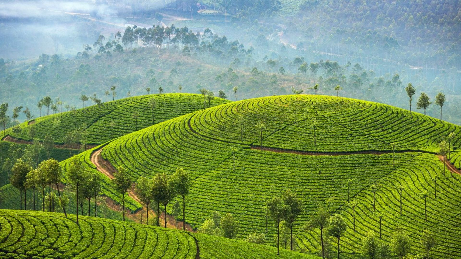 how-to-reach-munnar-from-mumbai