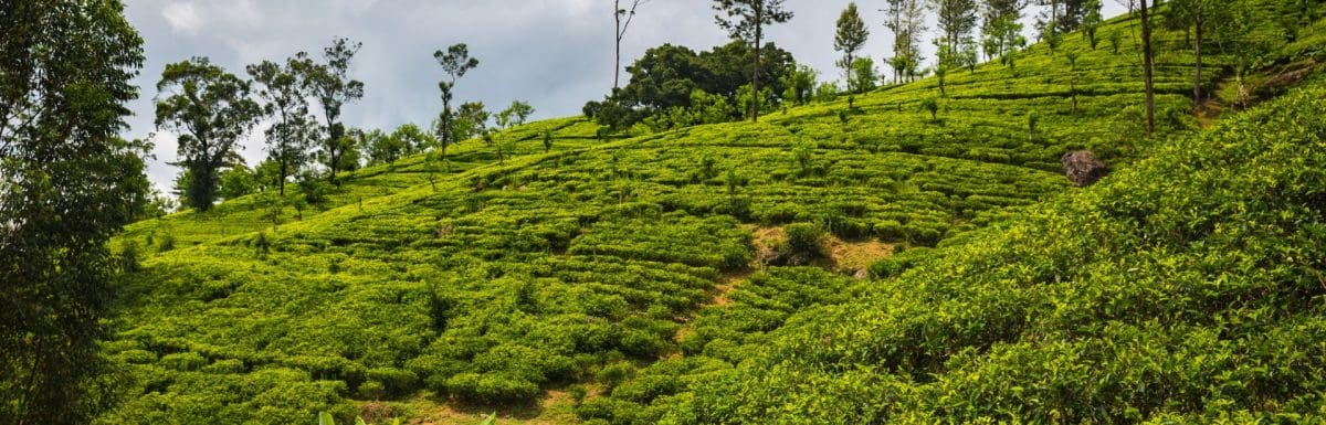 10 Most Famous Spice Gardens In Munnar For A Stimulating Experience!