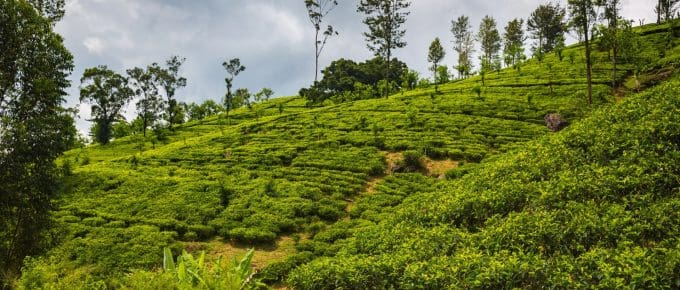 munnar-spicegarden