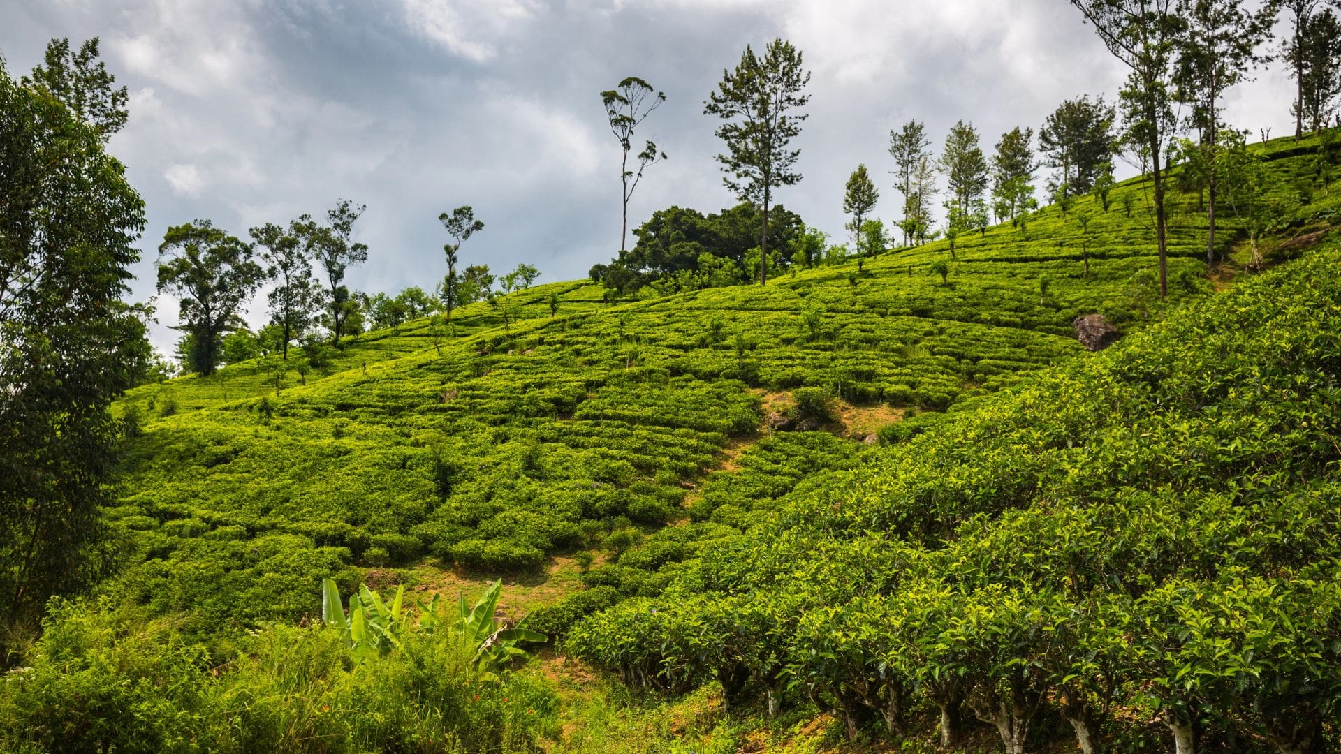 10 Most Famous Spice Gardens In Munnar For A Stimulating Experience!