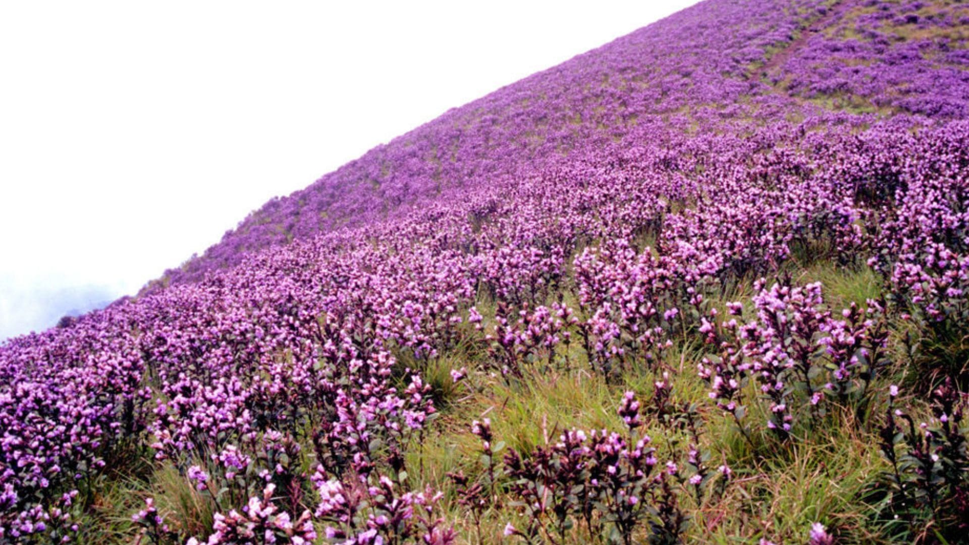 Neelakurinji-flowers-munnar