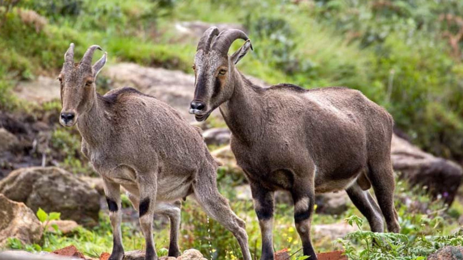 Nilgiri-tahr-munnar