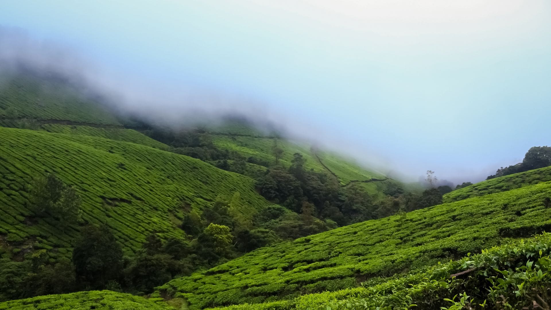 misty mountains munnar