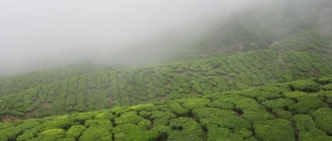 munnar-in-december