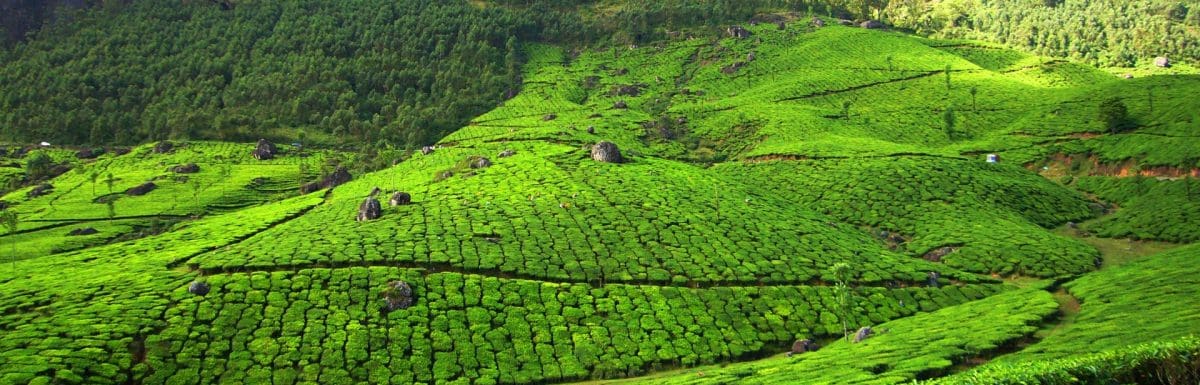 Rainy Season In Munnar- Monsoon Activities and Tips