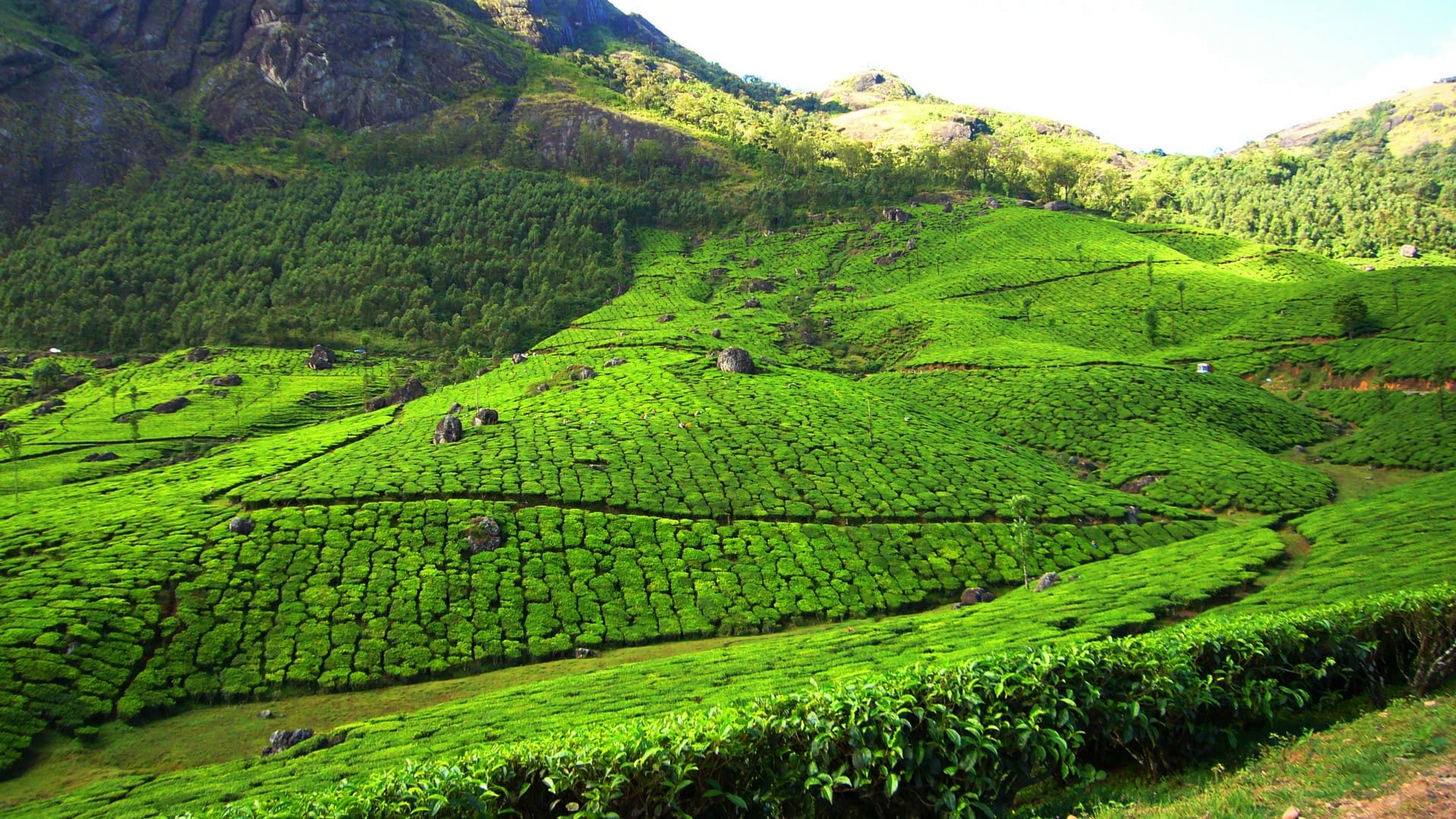 Rainy Season In Munnar- Monsoon Activities and Tips