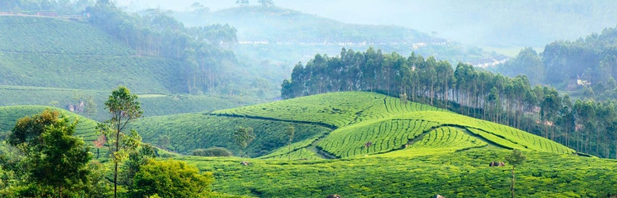 What Is Munnar Famous for-9 Reasons for you to visit