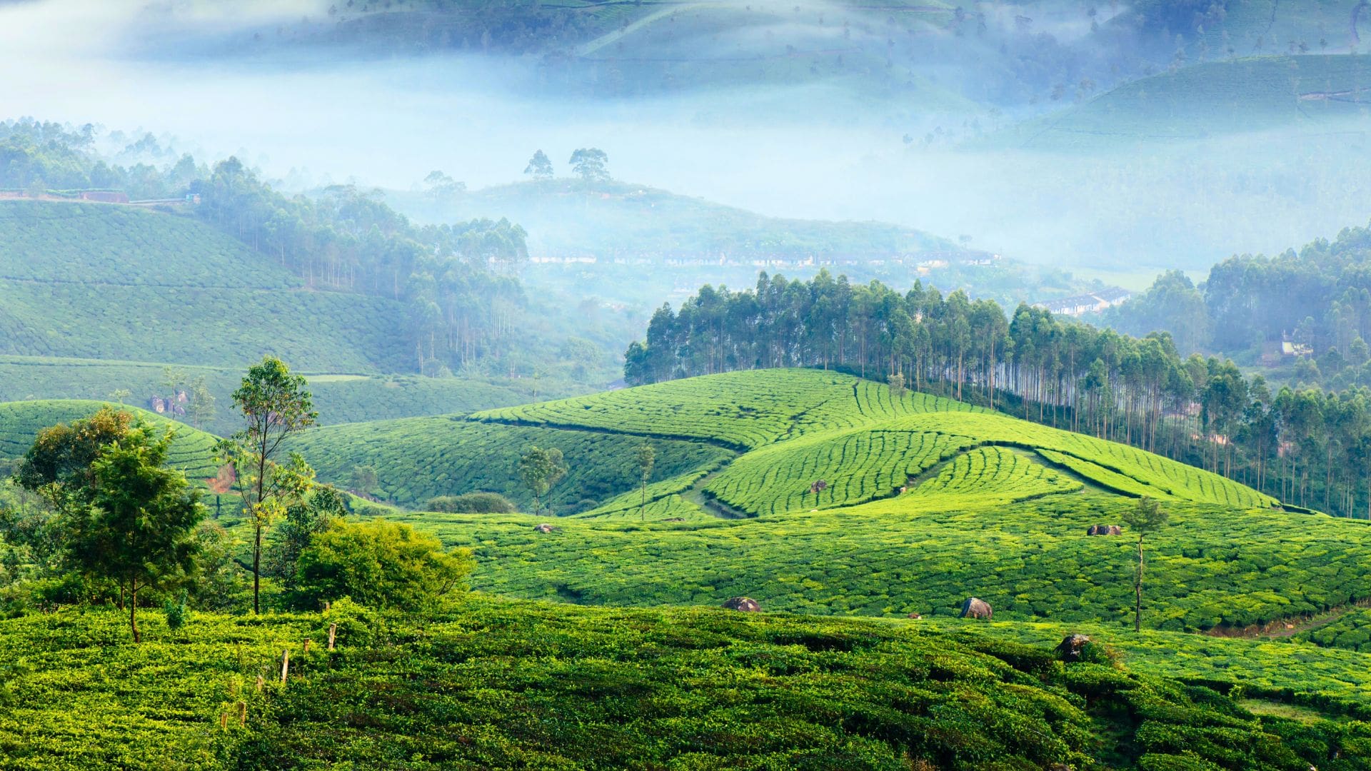 what-is-munnar-famous-for